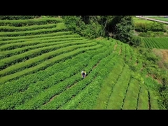 Tagliasiepi elettrico